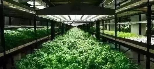 未来5年新农业十大发展趋势 不可错过的高科技现代化农场